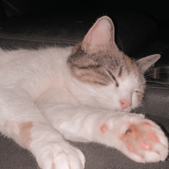 Meet your Posher, Hayleigh - Picture 1 of 1